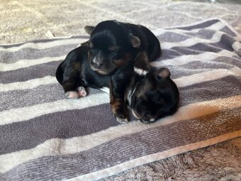 Yorkšírsky teriér, biewer - 2