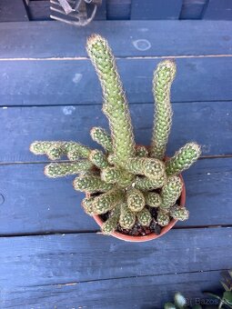 Kaktus mammillaria elongata - 2