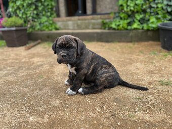 Cane Corso - 2