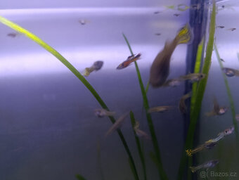 Akvarijní rostliny, akvarijní rybičky - Vsetín - 2