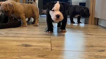 American Bully pocket - 2