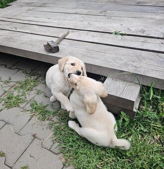 Labradorský retrívr - 2