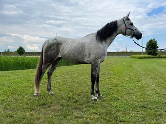 Arabsky plnokrvnik - 2