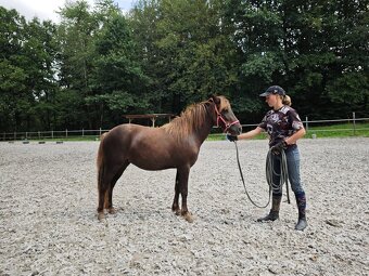 Klisna pony - 2