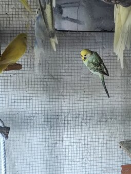 Andulka mladé Andulky - 2