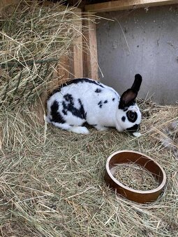 Králík - chovná samice - 2