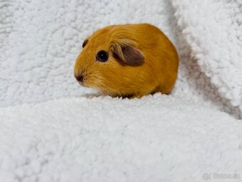 ✨ Nabízím mladá morčátka – English Crested v barvě latté ✨ - 2