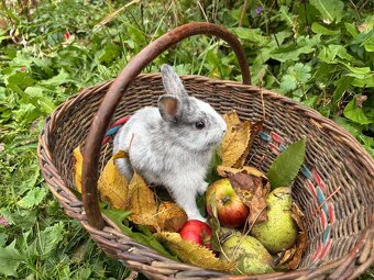 Poslední volný zakrslý králík - 2