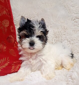 Jorkširský teriér yorkšírský teriér mini BIEWER ❤️❤️ - 2