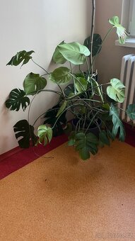 Monstera - velmi pěkná, vzrostlá - 2