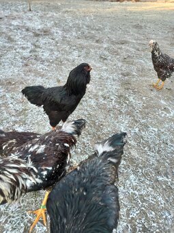 Kohoutci orlovka pestrá a černá - 2