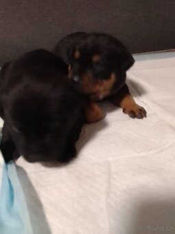 Štěňátka - 2
