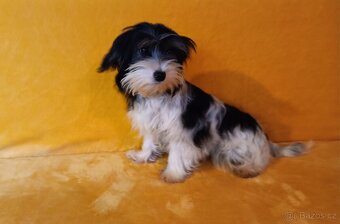 Biewer - pejsek bez pp - 2