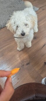 Bishon havanese holcicka - 2