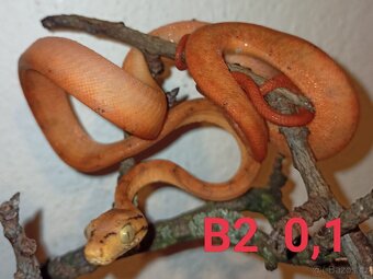 Corallus hortulanus CB 9/24 - 2