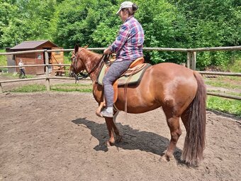 Kobylka Quarter horse kvh 148cm - 2