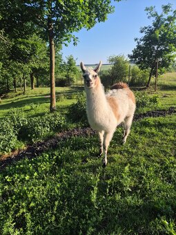 Lama krátká samice - 2