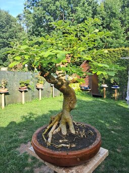 Bonsaj,bonsai Jasan Ztepilý - 2