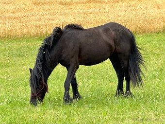 Klisna fellského pony - 2