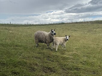 Kerry Hill - 2