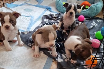 Boston terier Bostonsky terier - 2