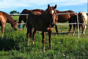 Valach chestnut po SM Mito Commander - 2