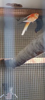 Papoušek zpěvavý - 2