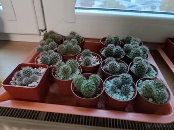 Sazeničky kaktusů mamilárie - 2