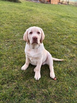 Labradorský retrívr s PP - 2