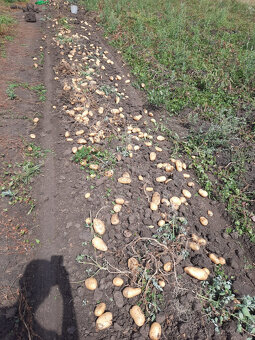 Brambory, cibule - 2