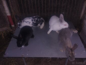 Králíci do chovu či na dokrmení Hylla x Massyla - 2