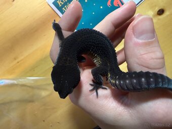 Prodám samičku gekončíka nočního - 2