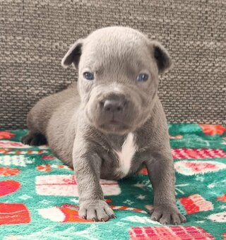 Stafordšírský bulteriér - 2