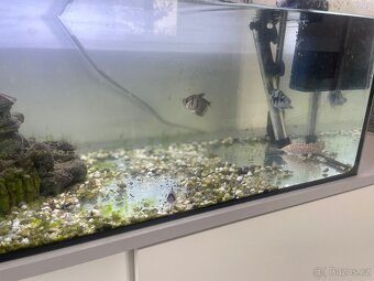 Prodám akvárium s rybičkami - 2
