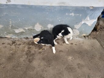 Border kolie - 2