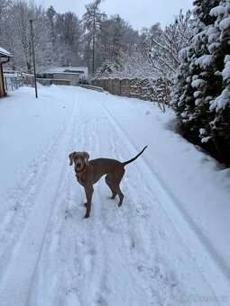 Výmarský ohař s PP - 2