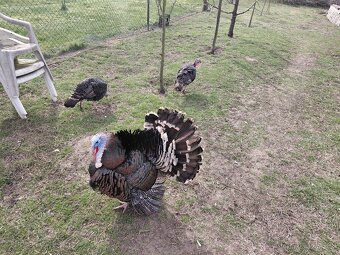 Krůta bronzová - 2