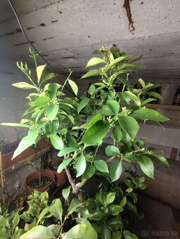 Citrus lemon - 2