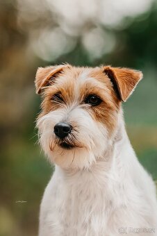Jack Russell terier - 2