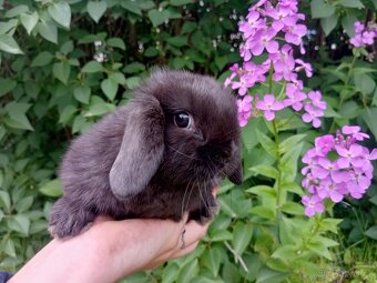 Kouzelná Miminka - Anglický Zakrslý Beránek MiniLop... - 2
