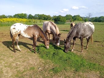 Klisna Appaloosa - 2