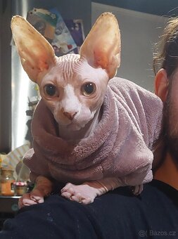 Kanadský Sphynx - Nam - nabídka krytí - 2