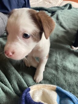 Americký Pitbulteriér X Border kolie - 2