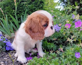 Kavalír King Charles Španěl s PP - 2