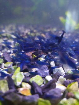 krevetky neocaridina - 2