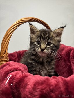 Mainská mývalí kočka / Maine Coon koťata - 2