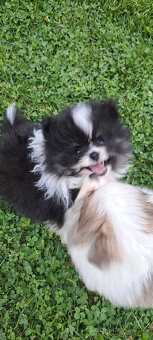 Pomeranian - 2