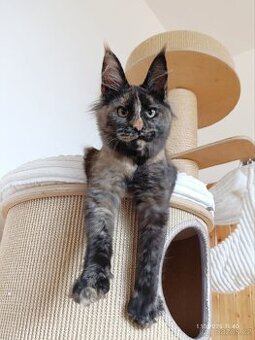 Mainská mývalí kočka s PP - věk 6 měsíců - 2