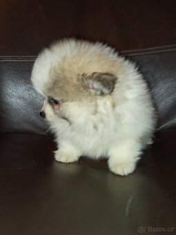 Pomeranian - 2