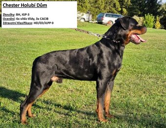 Rotvajler štěňata - 2